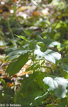 American Lopseed Plant