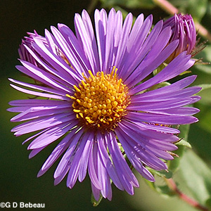 New England Aster purple flower