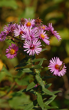 New England Aster floral array