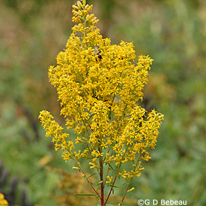 showygoldenrod300