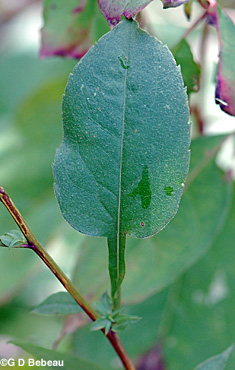 White arrowleaf aster leaf