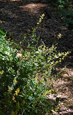 Zig-Zag Goldenrod group