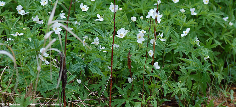 Group of Canada Anemone