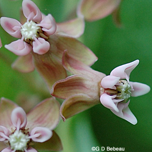 Common Milkweed flower