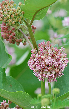 Common Milkweed Flower Head