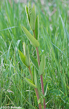 Common Milkweed young plant