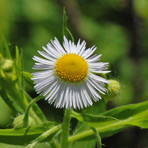 Daisy Fleabane