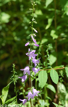 European Bellflower full plant image