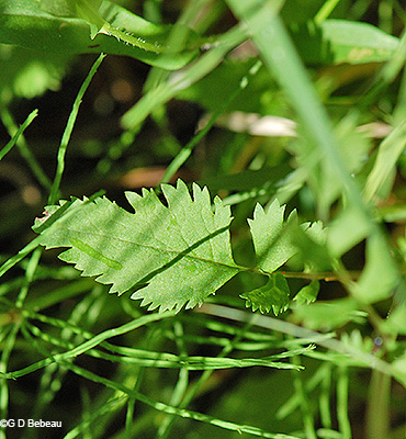 stem leaf
