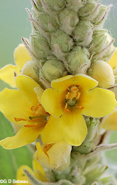 Mullein