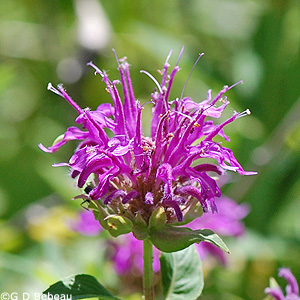 Purple Bergamot