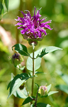 Purple Bergamot