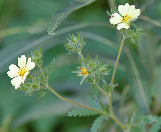 Rough Cinquefoil