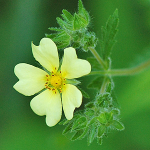 Rough Cinquefoil flower