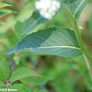 Wild Quinine leaf