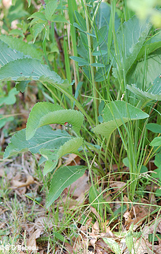 Wild Quinine Basal leaf