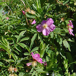 Wild Rose