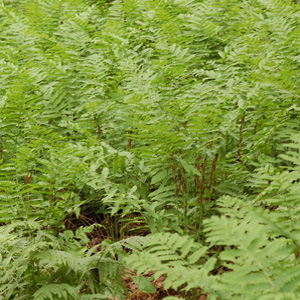 Interrupted Fern