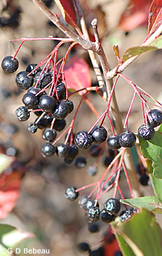 Black Chokeberry fall fruit