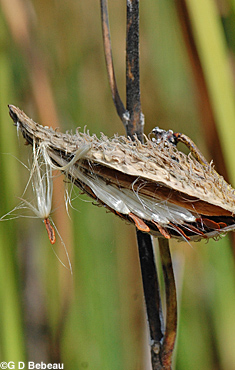 Common Milkweed seed pod