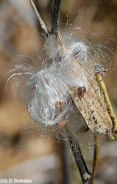 Common Milkweed seed pod