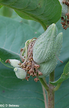 Common Milkweed Seed Pod