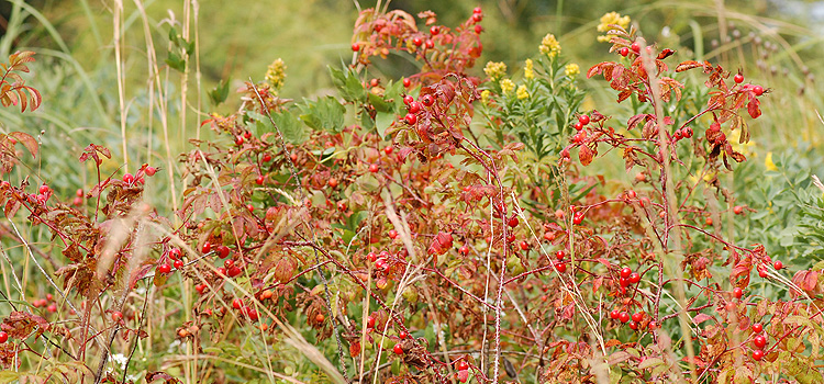 Wild Rose Group
