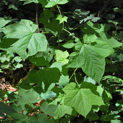 Thimbleberry