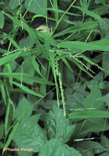 Cutgrass plant