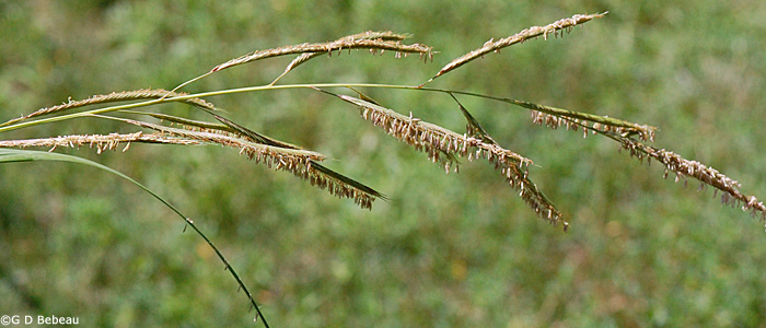 Sideoats Grama panicle