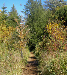 Bog Path in October