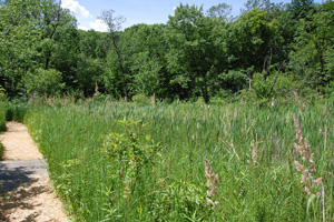 Bog view 2008