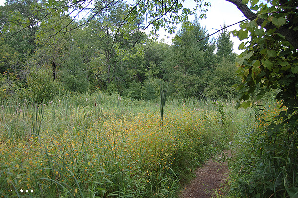 Jewelweed in the Eloise Butler Wildflower garden bog