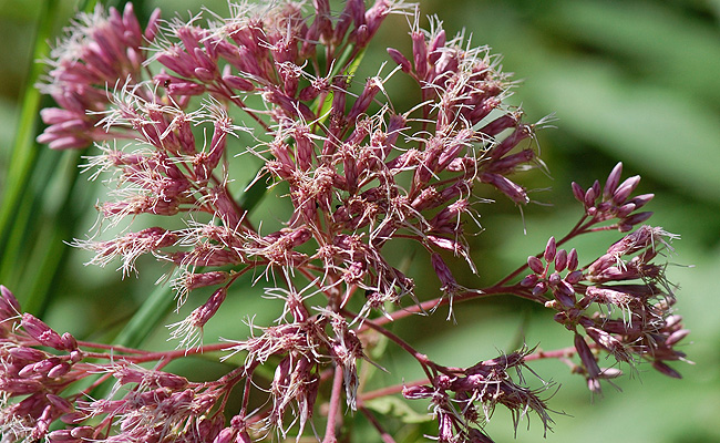 Joe-Pye Weed