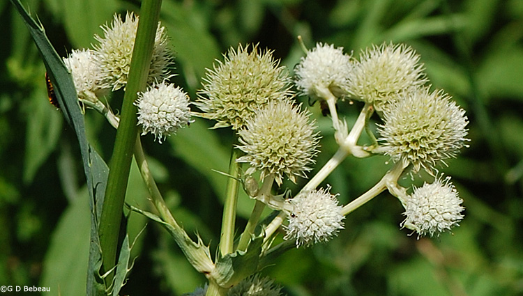 Rattlesnake Master plant