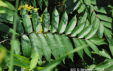 Smooth Sumac leaf