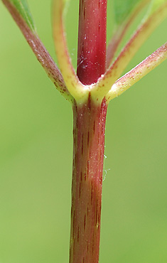 Spotted Joe-Pye Weed
