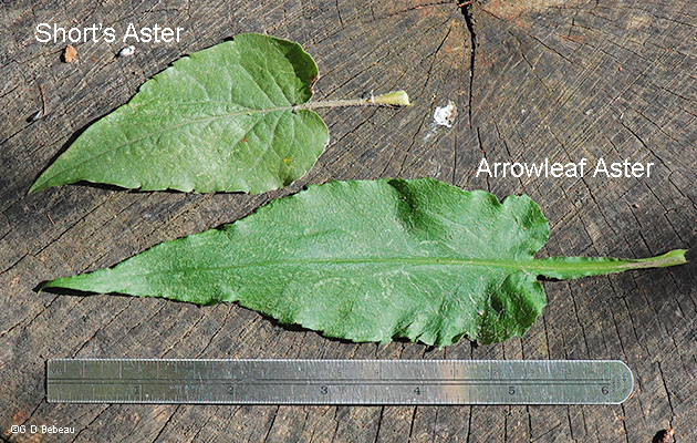 Leaf comparison with Short's Aster