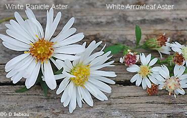 White aster flower comparison