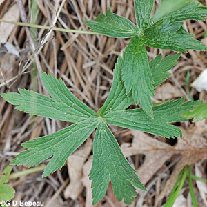 Canada Anemone Basal leaf