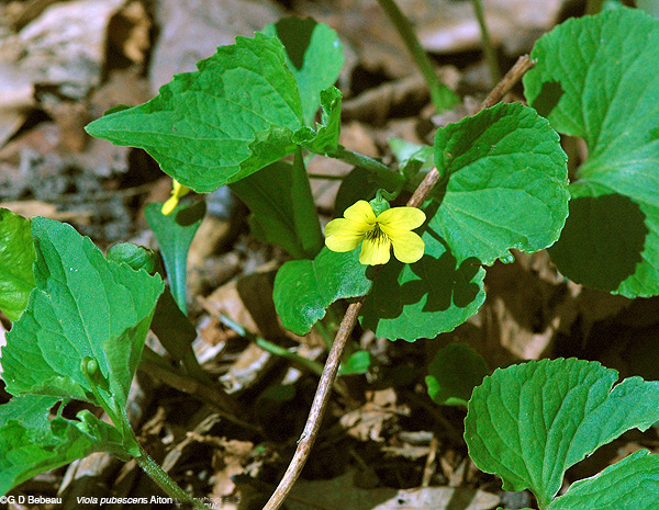 Downey Yellow violet