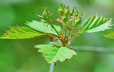 Hawthorn flower buds