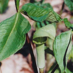 jackinpulpit header