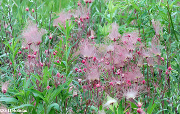 Prairie Smoke