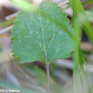 Basal Leaf
