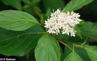 Red-osier Dogwood