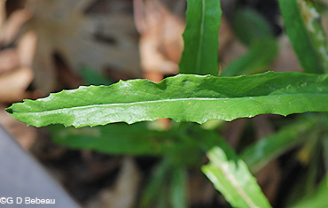 Smooth Rockcress basal leaf