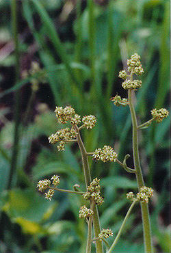 Swamp Saxifrage
