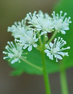White Baneberry