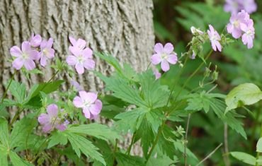 wild geranium